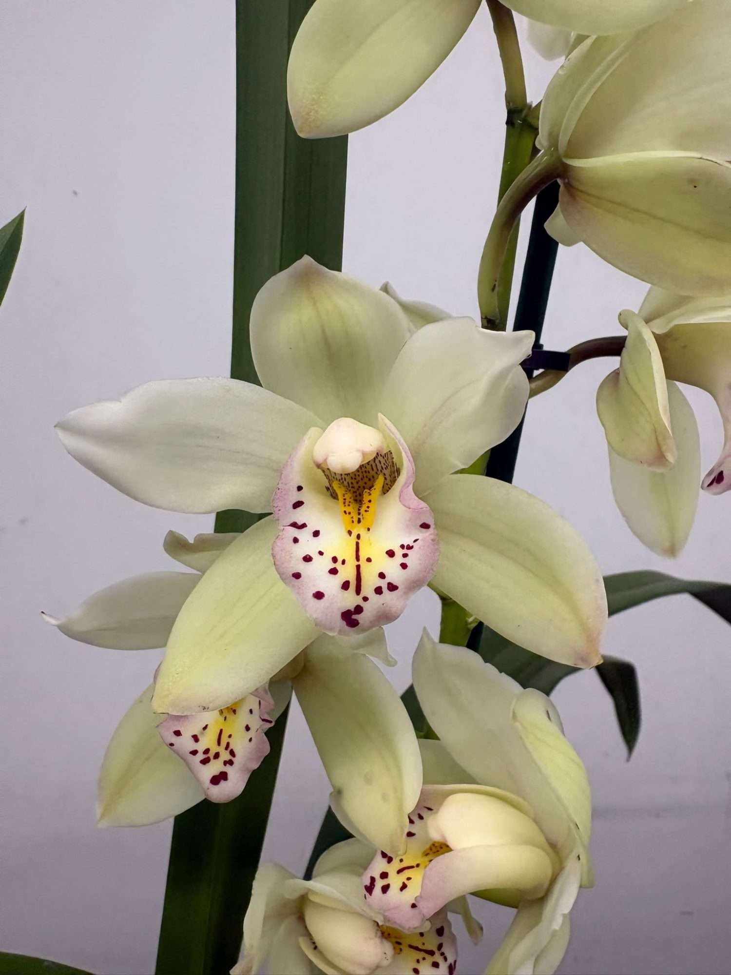 Cymbidium - V.14