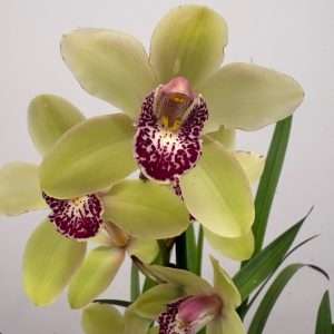 Cymbidium - V.14