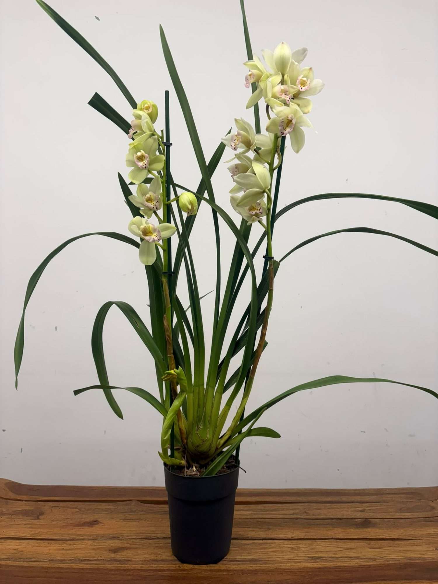 Cymbidium - V.14 - Image 2