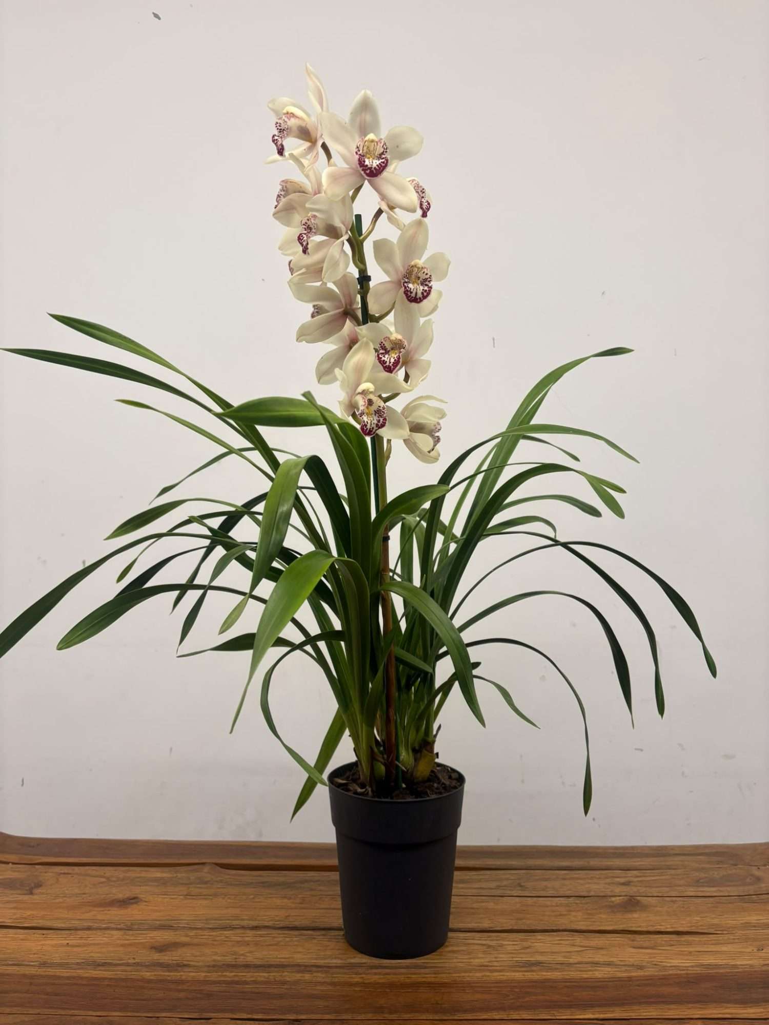 Cymbidium - V.14 - Image 2