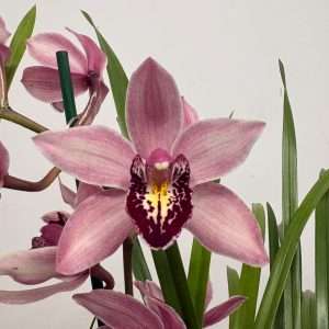 Cymbidium  - V.14