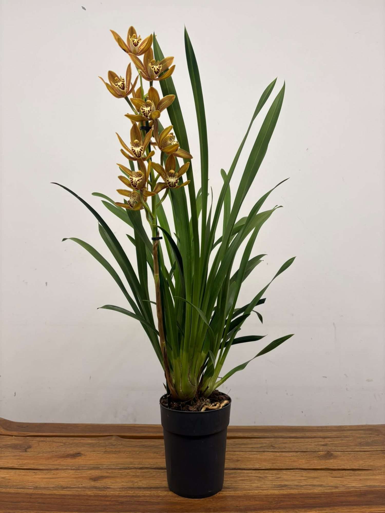 Cymbidium - V.14 - Image 2