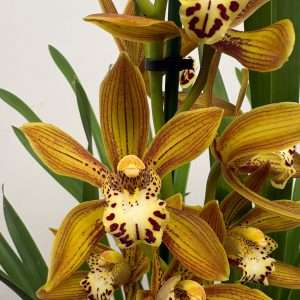 Cymbidium - V.14