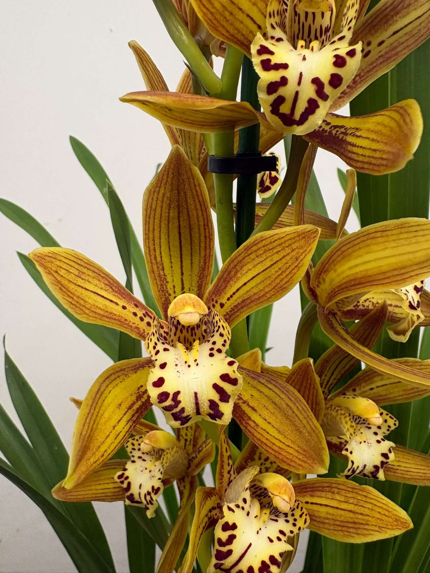 Cymbidium - V.14