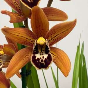 Cymbidium  - V.14