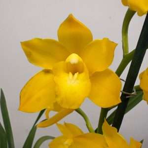 Cymbidium - V.14