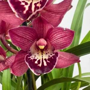 Cymbidium - V.14