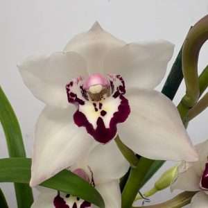 Cymbidium  - V.14