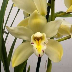 Cymbidium - V.14