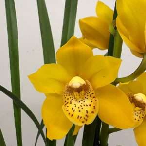 Cymbidium - V.14