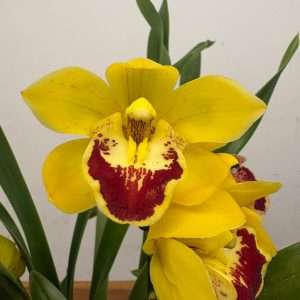 Cymbidium - V.14