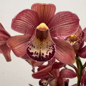 Cymbidium - V.14