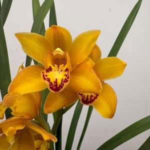 Cymbidium - V.14