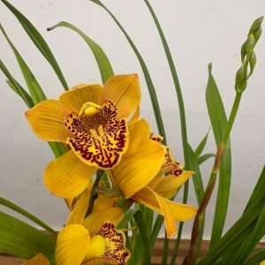 Cymbidium - V.14