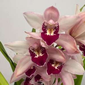 Cymbidium - V.14