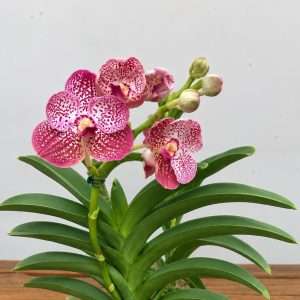 Vanda Hybriden