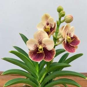 Vanda Hybriden