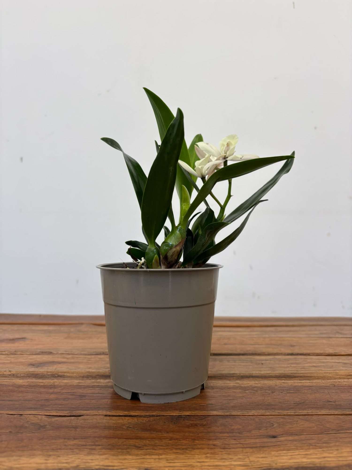 Encyclia 'Branca' - V.12 - Image 2