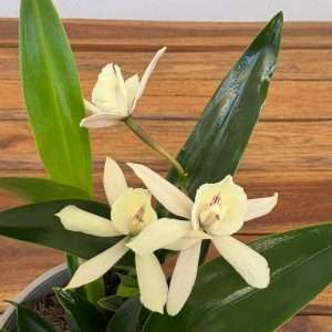 Encyclia 'Branca' - V.12