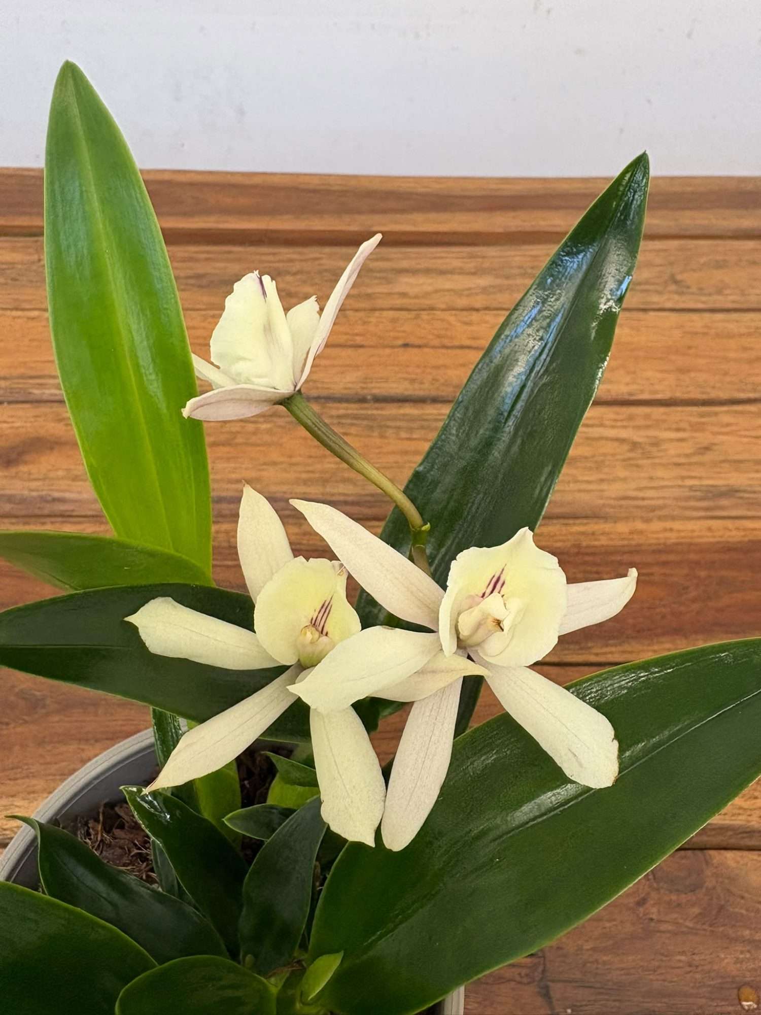 Encyclia 'Branca' - V.12