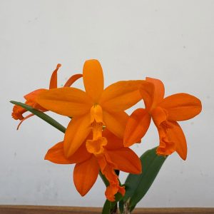 Cattleya 'Golden Boy' - V.9