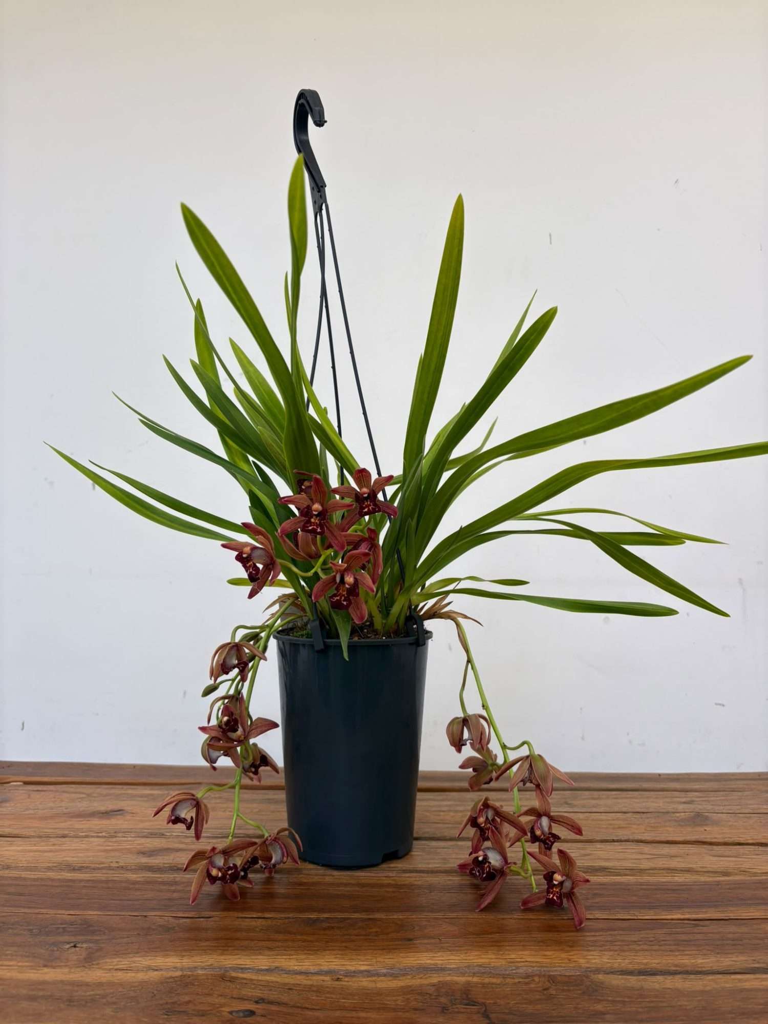 Cymbidium Indian Summer Hang - V.14 - Image 2
