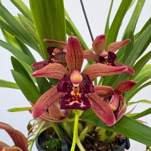 Cymbidium Indian Summer Hang - V.14