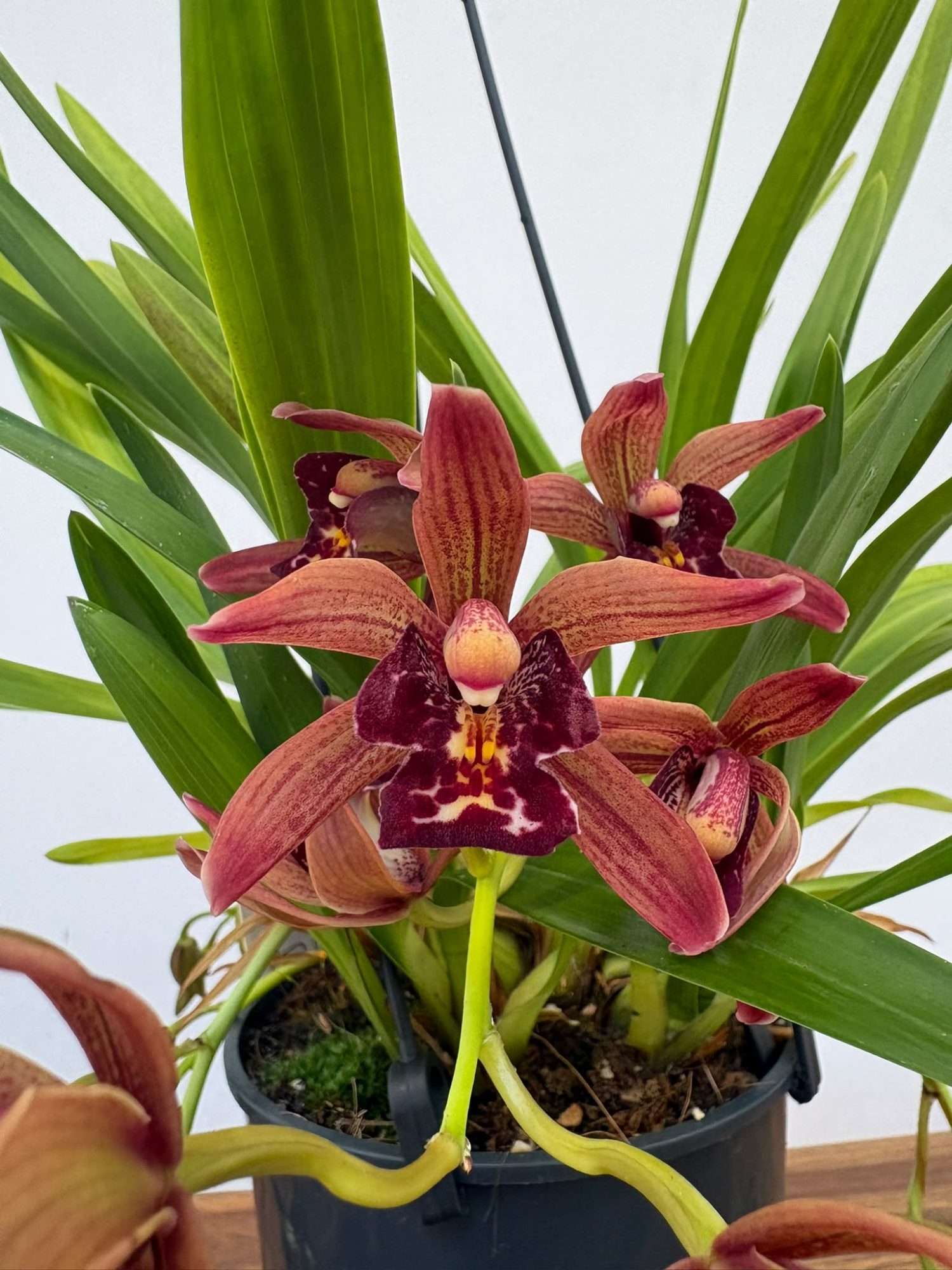 Cymbidium Indian Summer Hang - V.14
