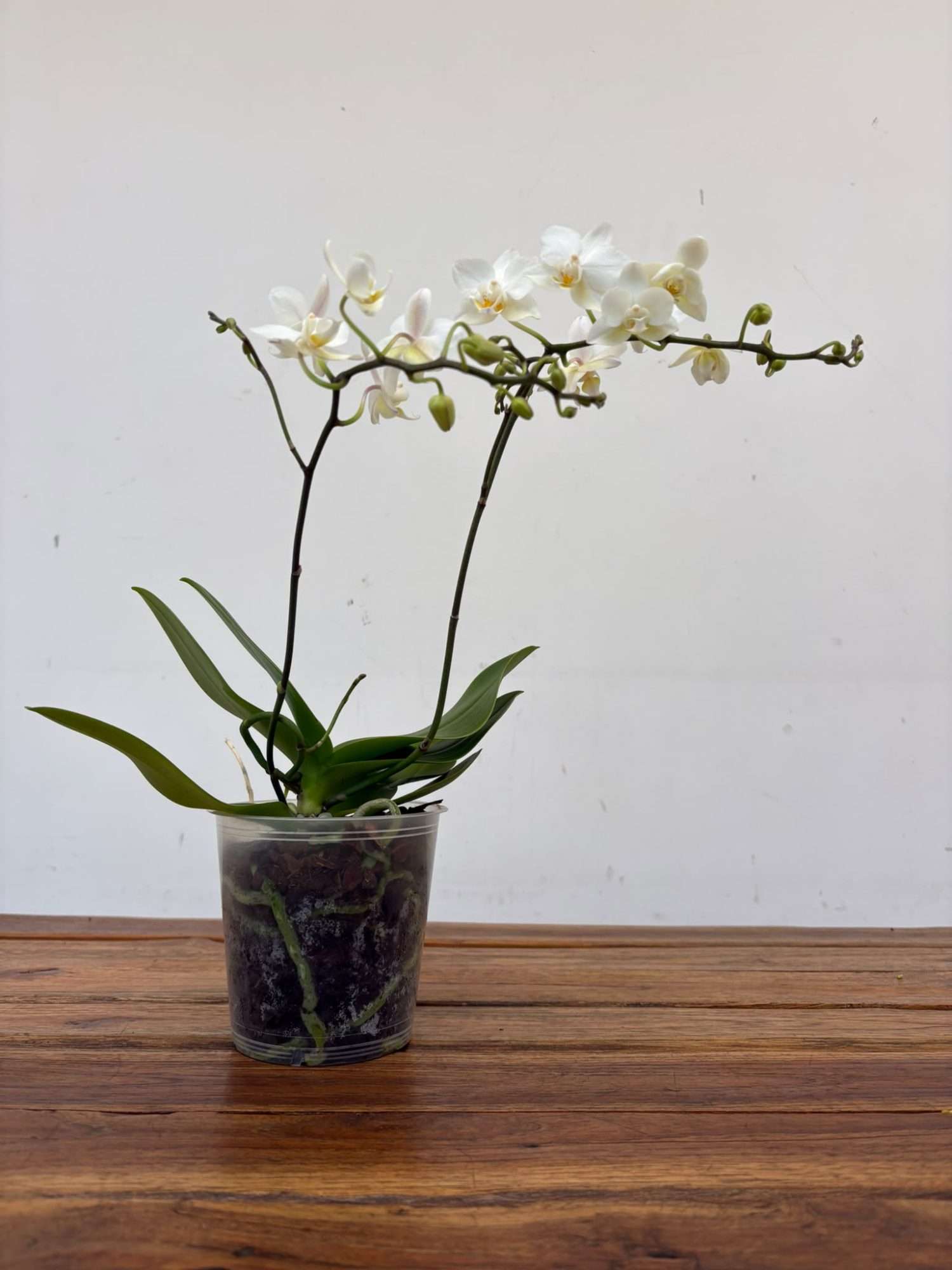 Phalaenopsis - V.12 - Image 2