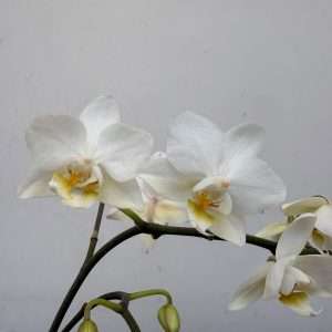 Phalaenopsis - V.12