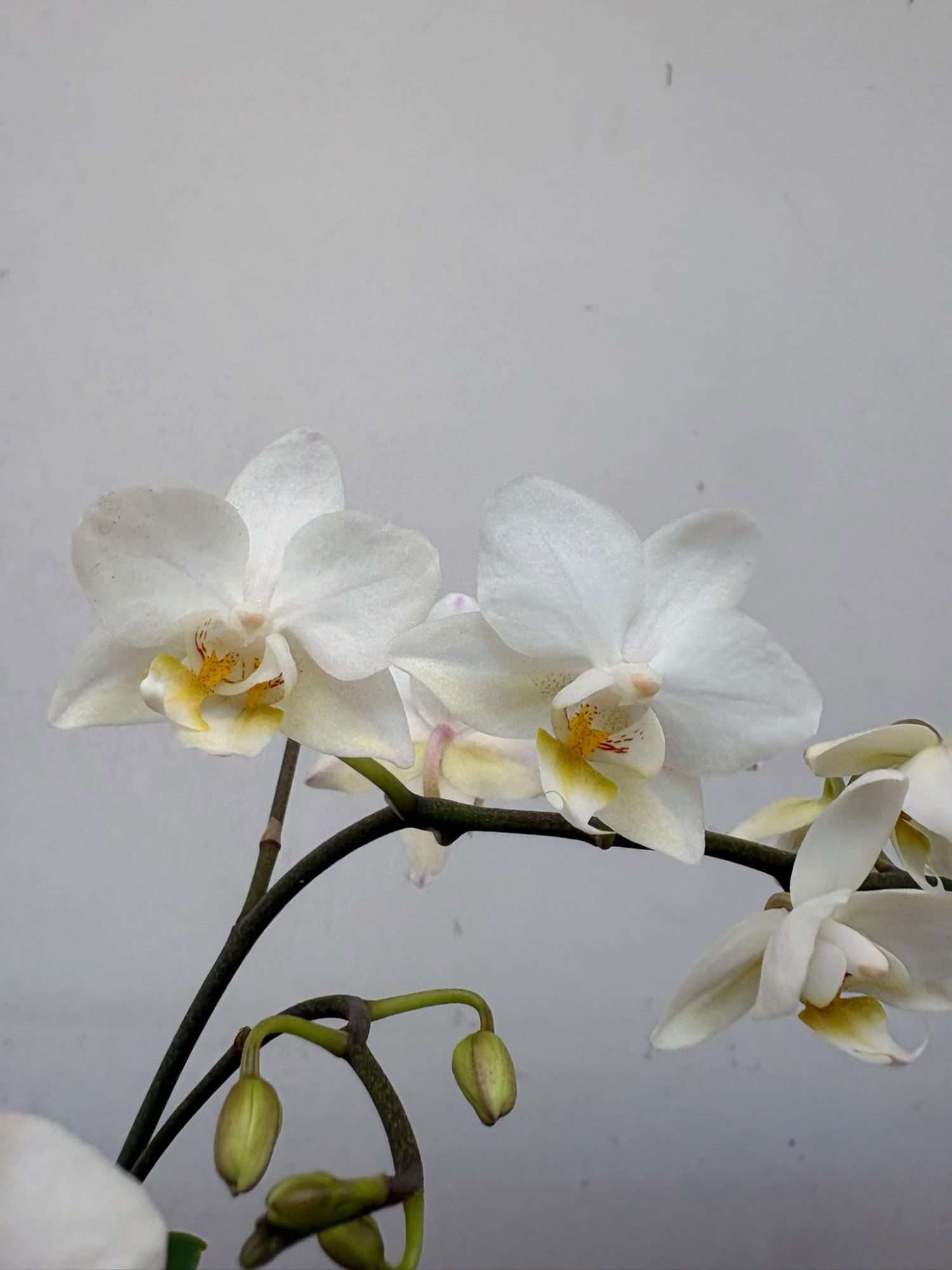 Phalaenopsis - V.12