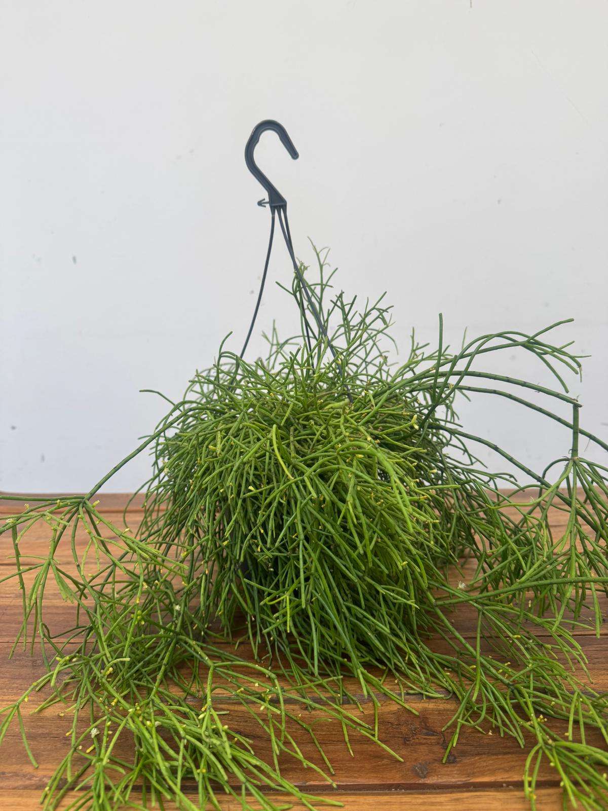 Rhipsalis Baccifera Hang - V.17 - Image 2