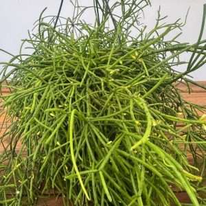 Rhipsalis Baccifera Hang - V.17