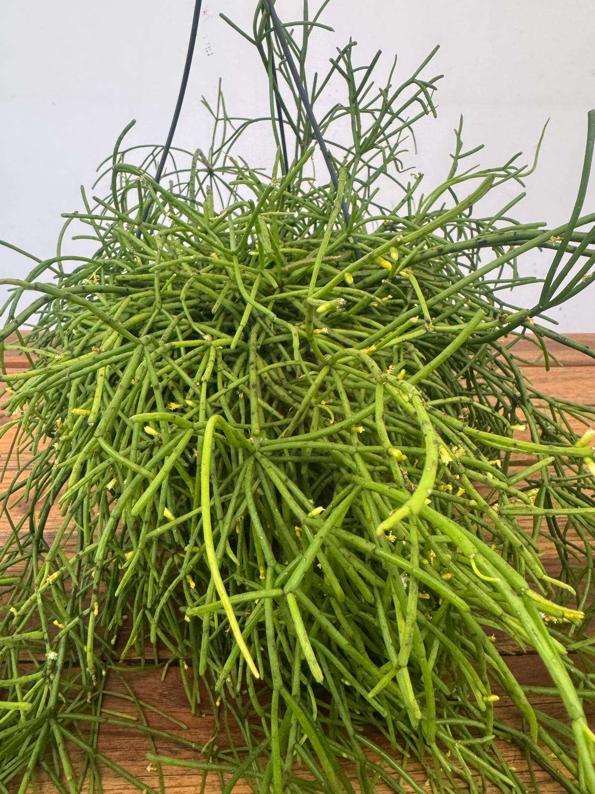 Rhipsalis Baccifera Hang - V.17