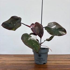 Philodendron Red Anderson - V.12