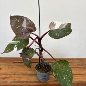 Philodendron Red Anderson - V.12