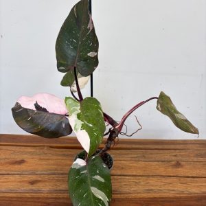 Philodendron Red Anderson - V.12