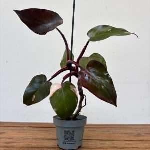 Philodendron Red Anderson - V.12