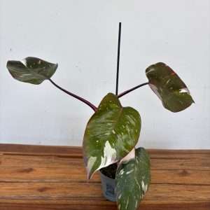 Philodendron Red Anderson - V.12