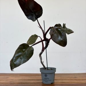 Philodendron Red Anderson - V.12