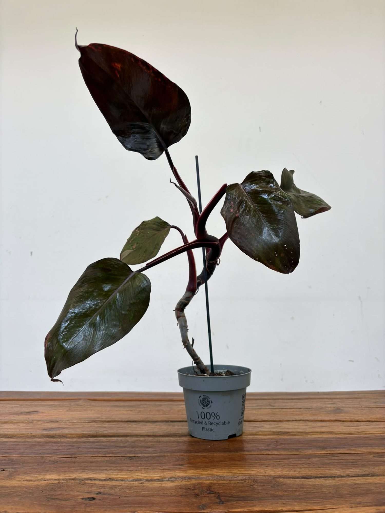 Philodendron Red Anderson - V.12