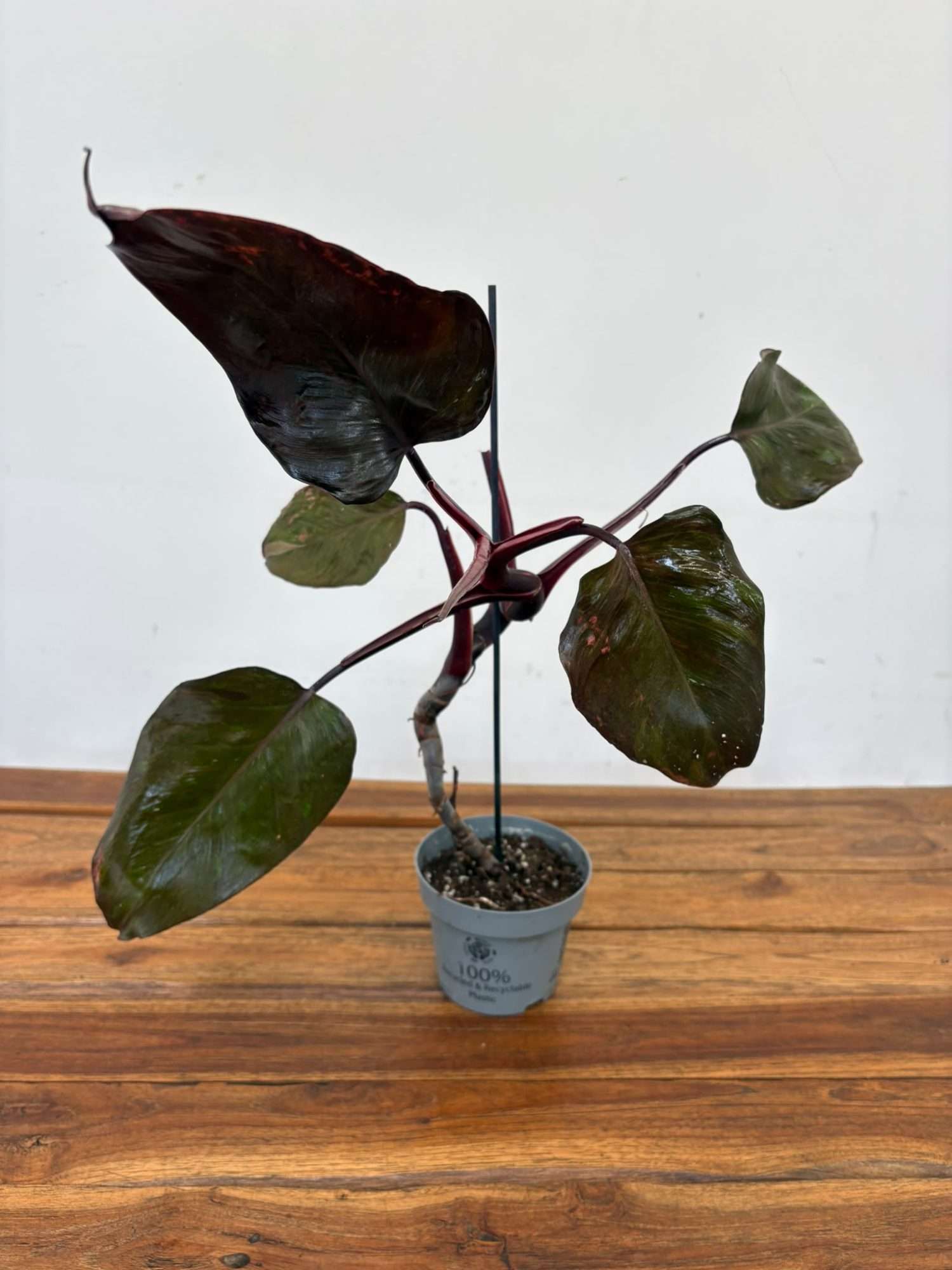 Philodendron Red Anderson - V.12 - Image 2