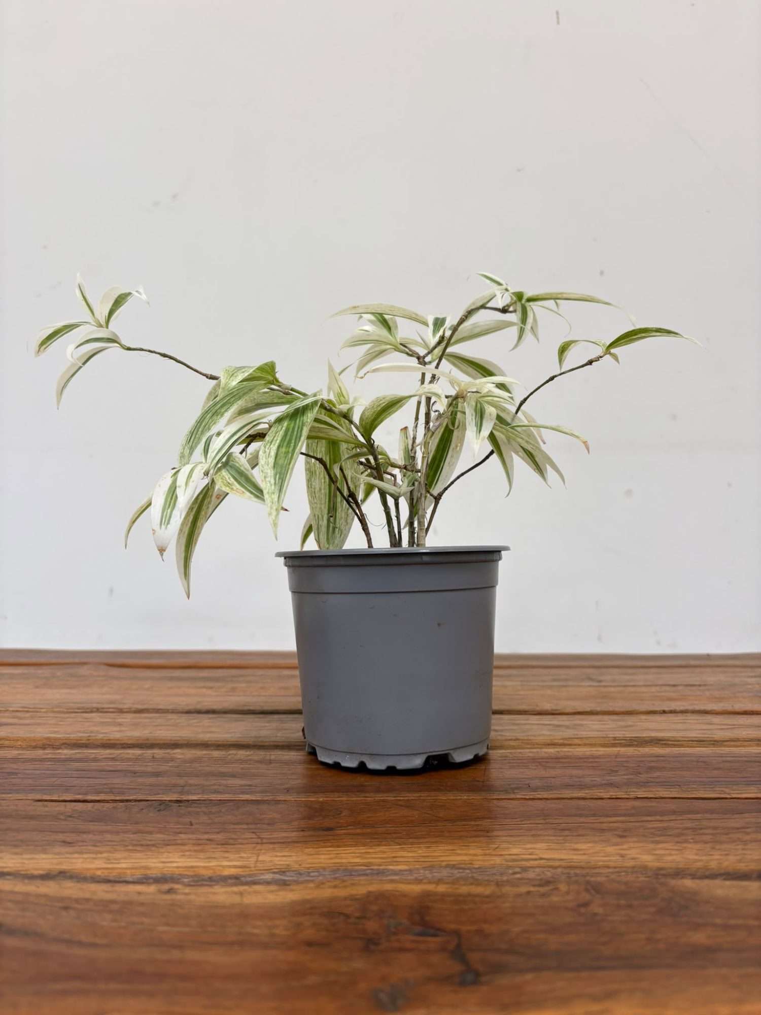 Dracaena - V.12 - Image 2