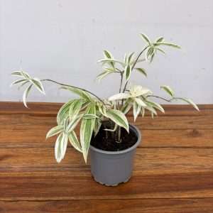Dracaena - V.12