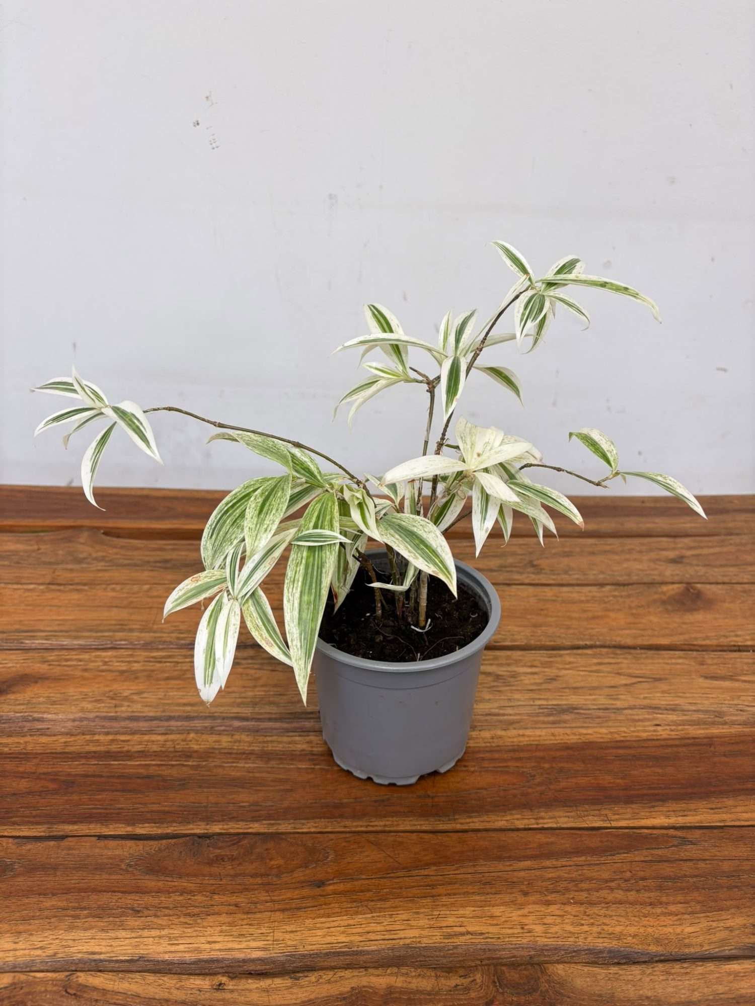 Dracaena - V.12