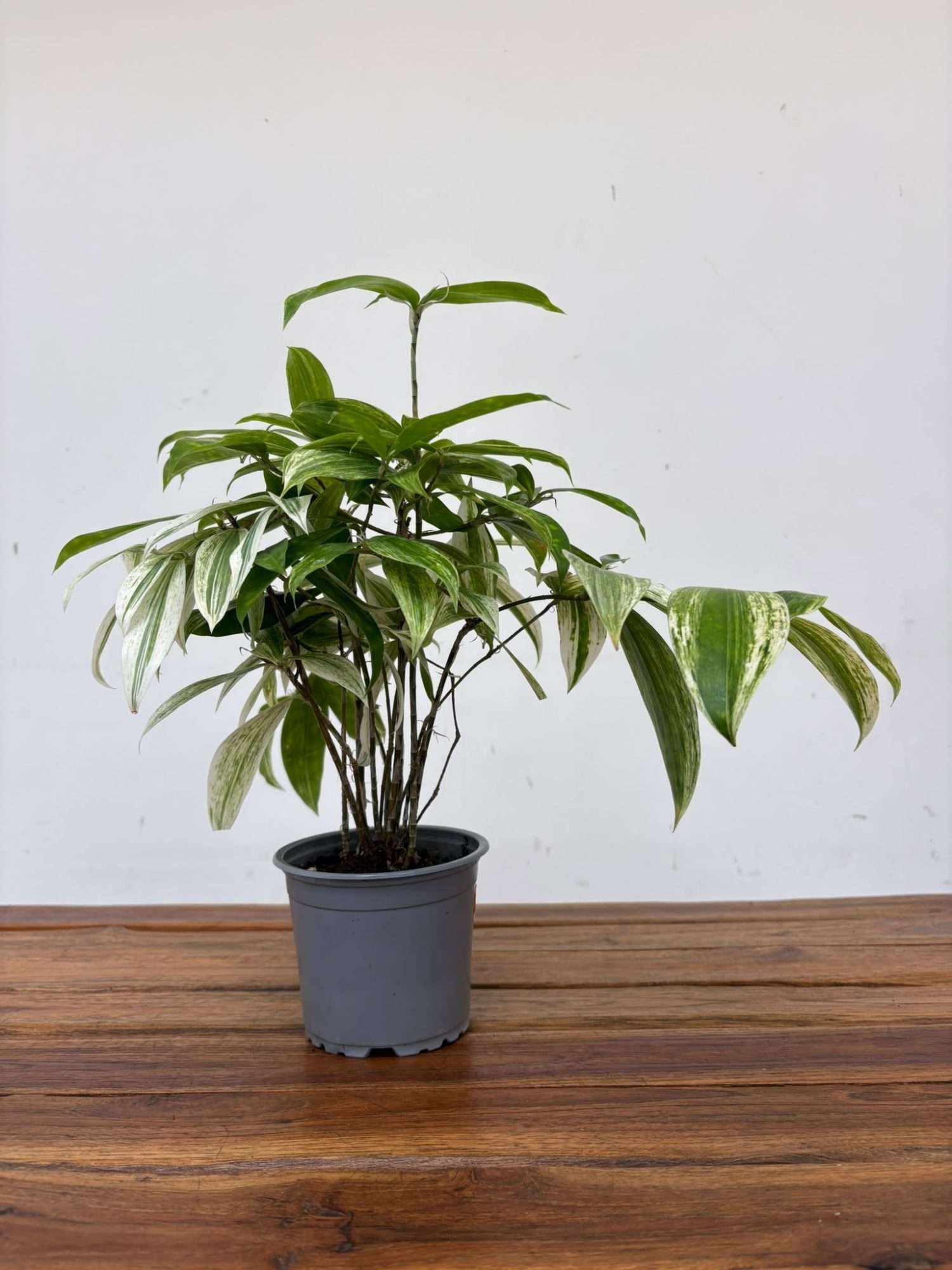 Dracaena - V.12 - Image 2