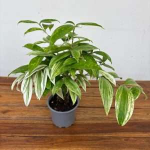 Dracaena - V.12