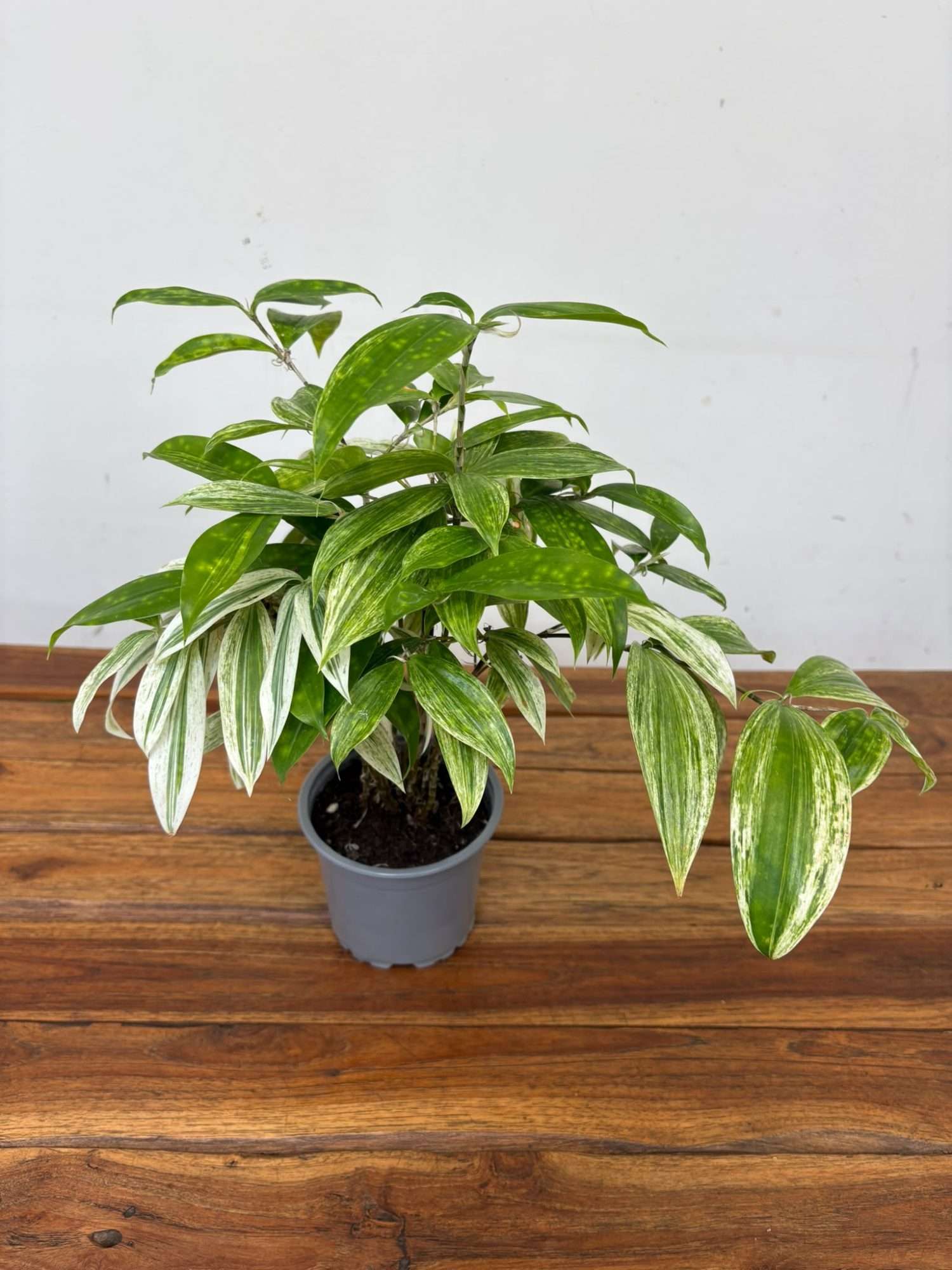 Dracaena - V.12
