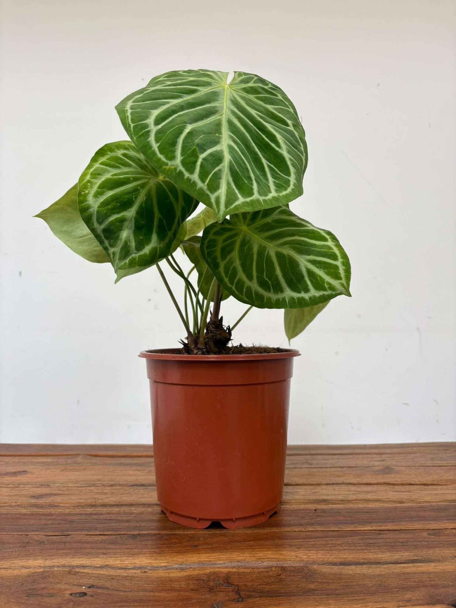 Anthurium 'Silver Blush' - V.21 - Image 2