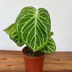 Anthurium 'Silver Blush' - V.21